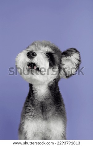 Studio shot of schnauzer dog(Schnauze), cute image, clean background, closeup