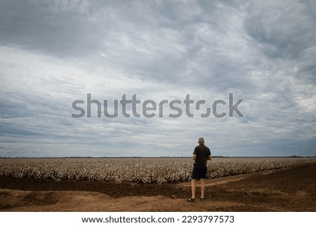 Man looking at cotton field under an overcast sky in the Australian Outback Royalty-Free Stock Photo #2293797573