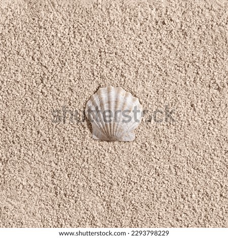 Elegant aesthetic subtle minimalist summer vacation concept, one sea shell on a neutral beige beach sand background