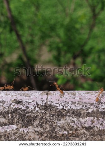 Fire ants. Fire ants are several species of ants in the genus Solenopsis.