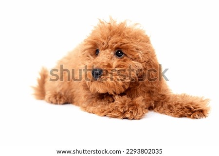 Red Toy Poodle puppy lying on white background, studio shot on a white background Royalty-Free Stock Photo #2293802035