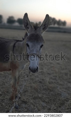 A donkey PICTURE . donkey male pic