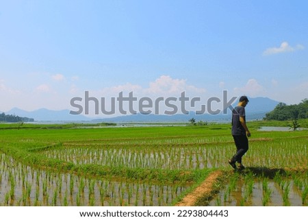 taking pictures in the middle of rice fields with views of mountains and bright clouds, Jatiluhur April 24 2023, 13:30 AM, West Java Indonesia