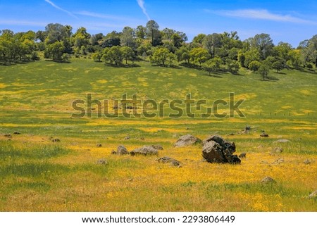Superbloom in Central Valley California, wildflowers covering the meadow and rolling hills on a sunny day Royalty-Free Stock Photo #2293806449