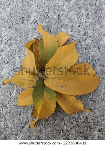 A Picture of guava leaves ( these yellow colour  leaves are abandoned leaves of guava plant )