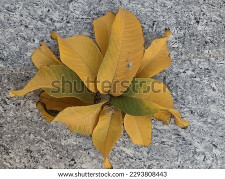 A Picture of guava leaves ( these yellow colour  leaves are abandoned leaves of guava plant )