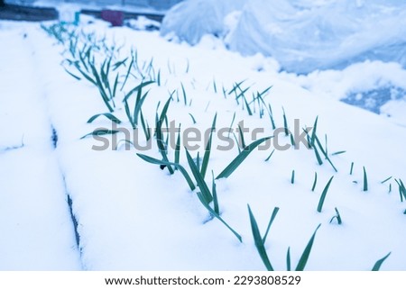 Snow fell in the spring in March in the garden, a sharp change in temperature and a cold snap. Garden bed with growing green garlic after a snowfall. garlic leaves are visible from under the snow Royalty-Free Stock Photo #2293808529