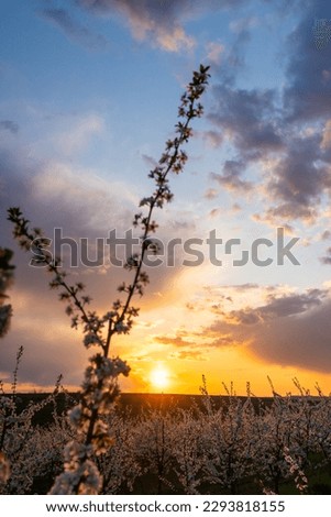 spring flowering trees at sunset light