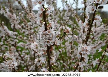 A blooming spring garden. Blooming cherry (Latin: Prunus tomentosa) close up. Small depth of field.Nature scene with flowering Fuji Cherry. Botanical bloom concept. Blooming backdrop.