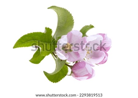apple tree flowers isolated on white background