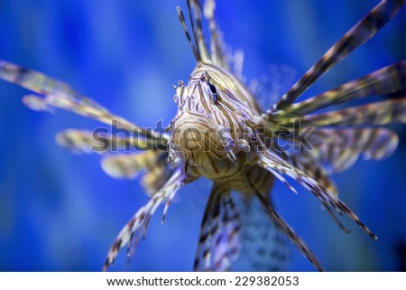 A beautiful Lion fish swimming  in blue water. 