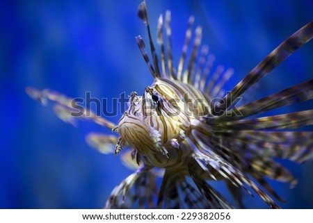 A beautiful Lion fish swimming  in blue water. 