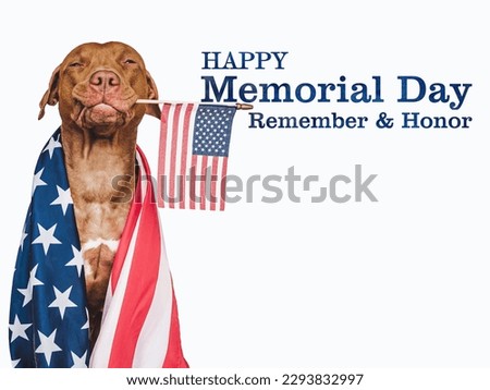 Memorial Day. Charming, lovable brown puppy and American Flag. Close-up, indoors. Studio shot. National holiday concept. Congratulations for family, relatives, friends and colleagues