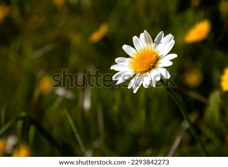 Yellow daisy creates a wonderful color in nature with its impressive beauty.