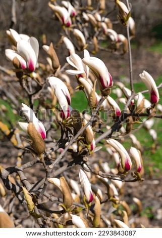 Opening large buds of Magnolia sulange bright spring day against the blue sky. Magnolia tree with large light green leaves and cupped large buds.