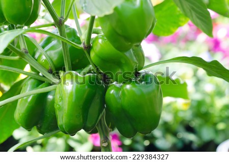 Sweet pepper plant ,paprika Royalty-Free Stock Photo #229384327