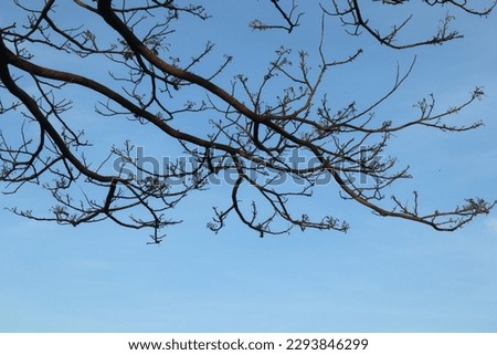 silhouette of a tree branch against a blue sky background