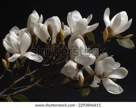 Branch of magnolia blossoms close up, macro photography, side view