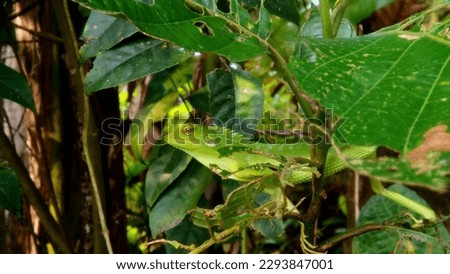 a green iguana is camouflaging among the leaves and branches of plants
