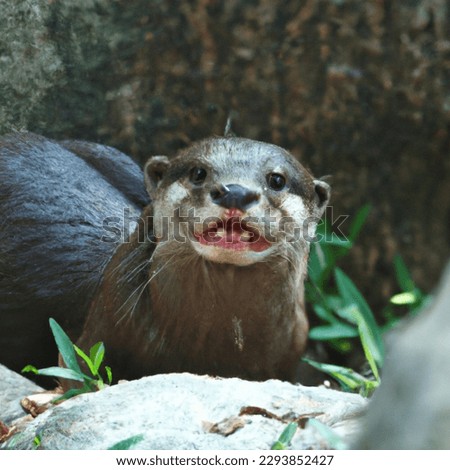 The giant otter or giant river otter[4] (Pteronura brasiliensis) is a South American carnivorous mammal. It is the longest member of the weasel family