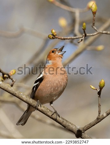 Common chaffinch, Fringilla coelebs. The male sings while sitting on a branch Royalty-Free Stock Photo #2293852747