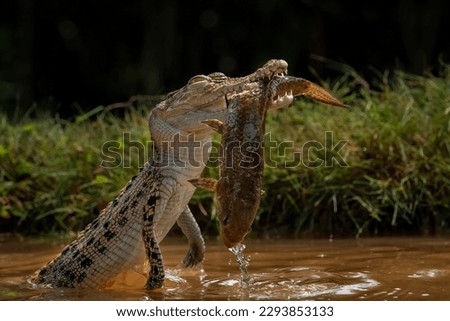 The Saltwater Crocodile (Crocodylus porosus) - Earth’s largest living crocodilian, is catching fish as its prey. Royalty-Free Stock Photo #2293853133