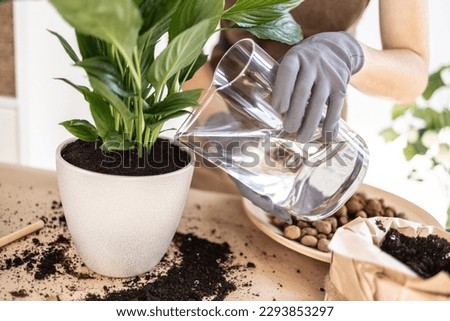 Closeup of Female gardener hands watering plant, white peace lily, spathiphyllum houseplant. Caring of home green plants indoors, spring waking up, home garden. Spring work room care, gardening blog. Royalty-Free Stock Photo #2293853297