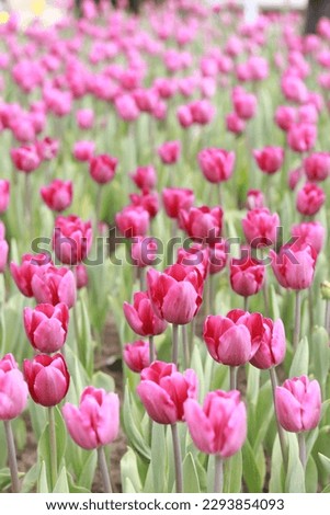 Pink tulips in the park, nature vertical background. Flowerbed with tulips or meadow. Natural background with spring bright flowers