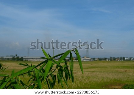 Landscape Photography. Photo of a landscape of rice fields after harvest season in the city of Bandung - Indonesia