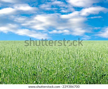 Green wheat on background sky with clouds