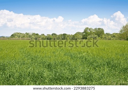Uncultivated agricultural land for sale - Land plot management - Real estate concept with a wild vacant land available for building construction or agricultural use Royalty-Free Stock Photo #2293883275