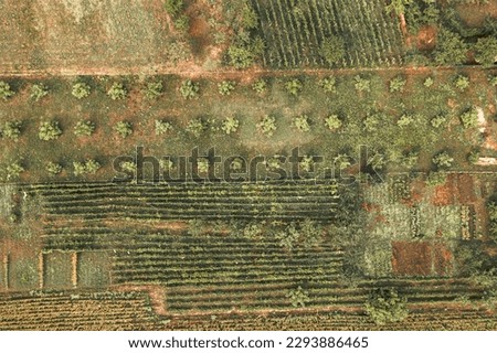 This stunning aerial photograph captures the vibrant beauty of Romania's rural landscape, with yellow-patched agricultural fields and a young walnut orchard plantation. 
