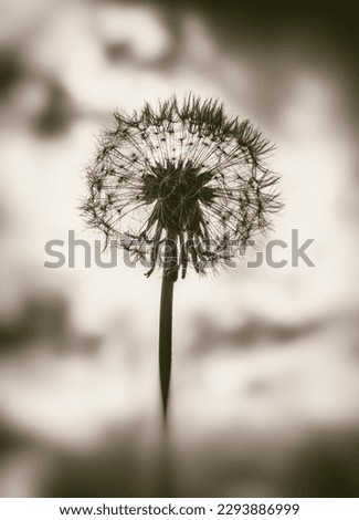 Silhouette of dandelion flower or blowball head covered with seeds. Black and white picture.