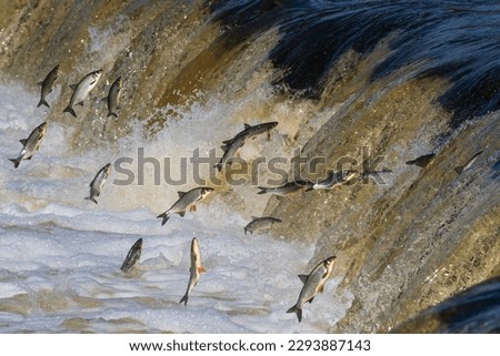 Fishes go for spawning upstream. Vimba jumps over waterfall on the Venta river, Kuldiga, Latvia. Royalty-Free Stock Photo #2293887143