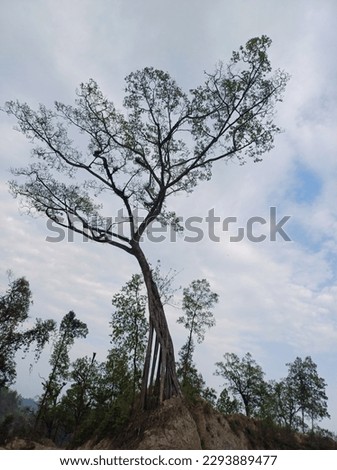 A tree is a tall, perennial plant with a single woody stem, known as a trunk, and branches that spread out from the top of the trunk. Trees can range in size from small shrubs to tall giants .
