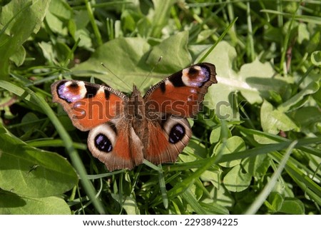 Close-up photo of a butterfly on green grass