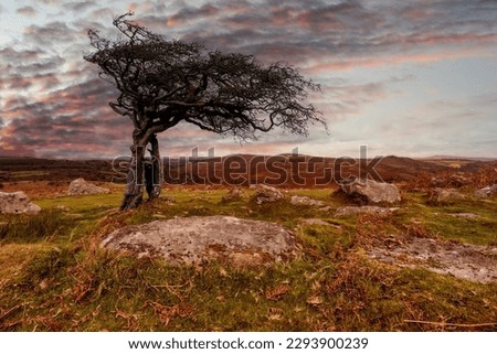 Hawthorn sunrise over Dartmoor devon england uk 