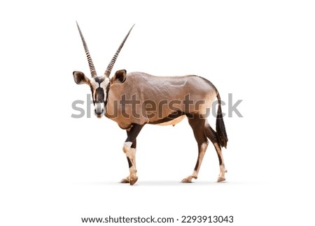 Wild Arabian Oryx leucoryx,Oryx gazella or gemsbok isolated on white background. large antelope in nature habitat, Wild animals in the savannah. Animal with big straight antler horn. Royalty-Free Stock Photo #2293913043