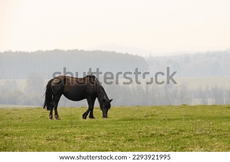 A black horse grazes in a meadow and eats grass. Farming concept. Royalty-Free Stock Photo #2293921995