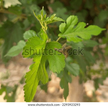 White mulberry leaves are alternate, simple, ovate, 2 to 4 inches (6-10 cm) long and 1 to 2 inches (3-6 cm) wide, Royalty-Free Stock Photo #2293923293