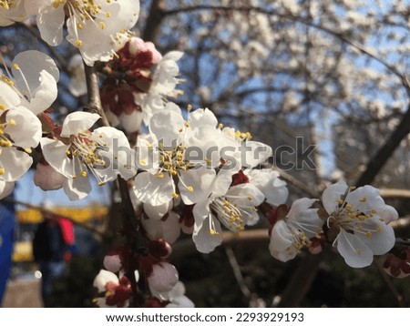 white orange apricot blossom with yellow center on berry tree against blue sky summer urban nature background
