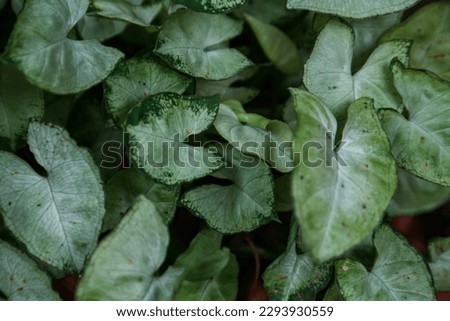 Caladium leaves background. Caladium is a perennial plant in the genus Caladium.