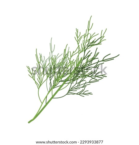 Dill sprig isolated on white background. Dill for menu, packaging, cookbook, web, label design. Spicy fragrant annual herbs are grown in the garden. Vector illustration Royalty-Free Stock Photo #2293933877