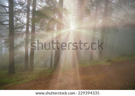 Alpine autumn, scenic sunrise in the beautiful Carpathian forest after rain shining colors and the freshness and coolness of the morning - will clear the new day and good weather after the storm