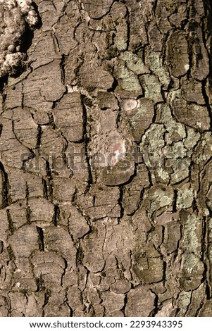 Red horse chestnut bark detail - Latin name - Aesculus x carnea