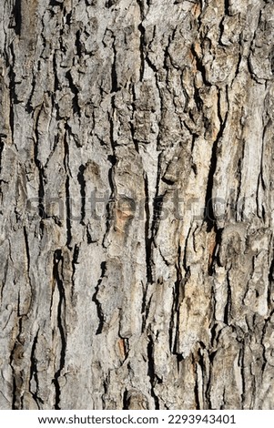 Silver maple bark detail - Latin name - Acer saccharinum Royalty-Free Stock Photo #2293943401