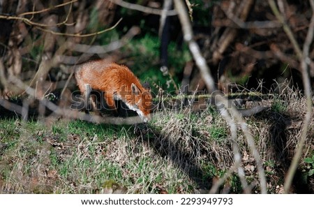Fox exploring along the river bank