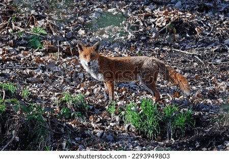 Fox exploring along the river bank
