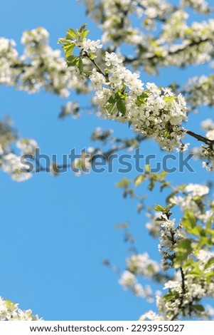 Branches of blossoming white cherries close-up. Blooming spring tree against the blue sky, natural background. Photo for a banner with a spring background of a blossoming fruit tree