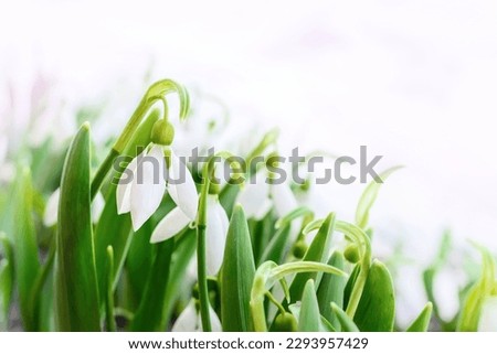 snowdrop Galanthus , gentle white snowdrop flowers growth in snow. Beautiful spring natural background. early spring season concept.